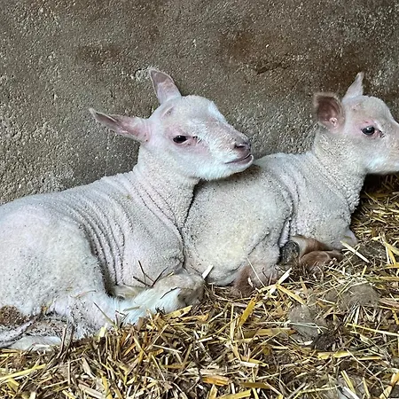 לינה וארוחת בוקר Ferme De La Simonniere