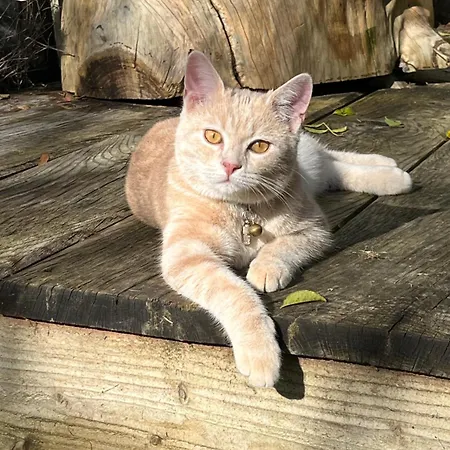 Ferme De La Simonniere מונטניה-או-פרש