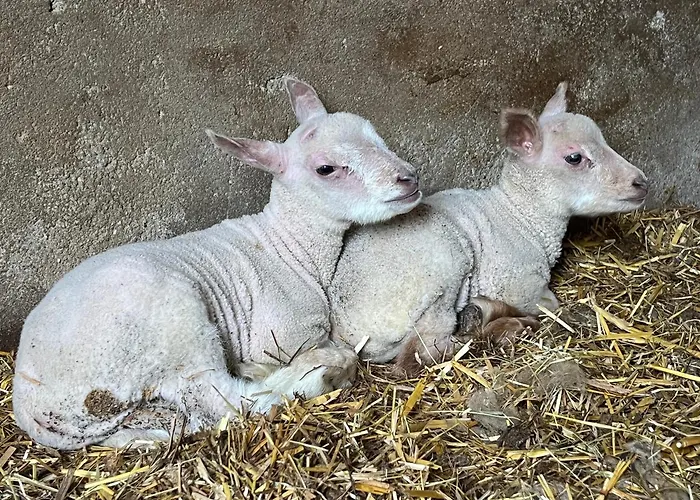 Frühstückspension Ferme De La Simonniere
