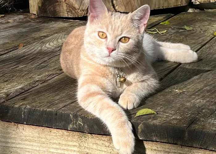 Ferme De La Simonniere Mortagne-au-Perche