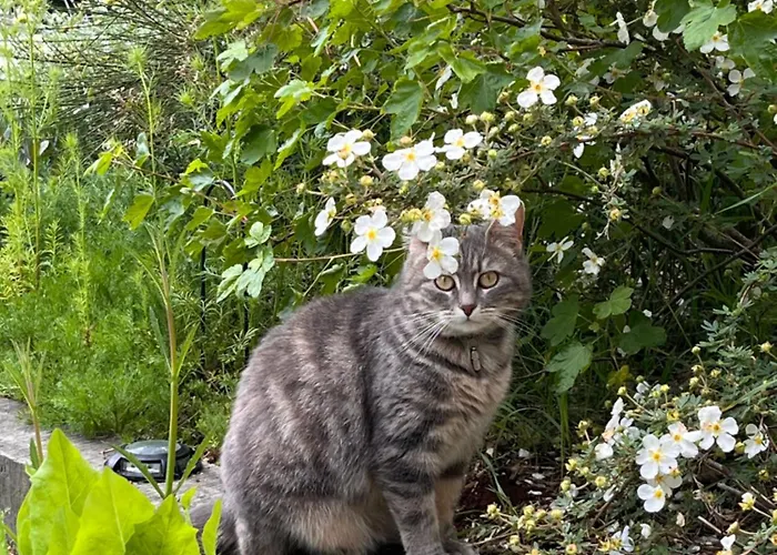 Ferme De La Simonniere Bed & Breakfast