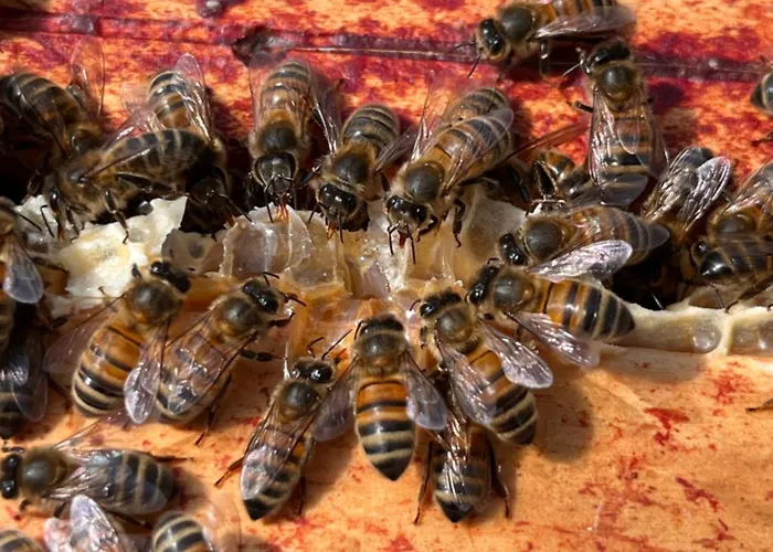 Ferme De La Simonniere Frühstückspension 3*